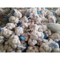 Jual bawang putih putih normal